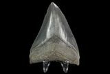 Serrated Fossil Megalodon Tooth #129983-2